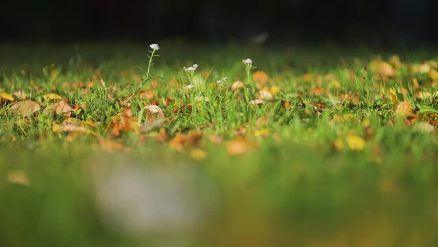 Blooming yarrow on the lush green lawn strewn with withered fallen leaves. Parallax shot. Bokeh background.