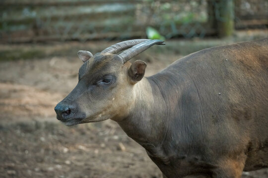 Anoa, also known as midget buffalo and sapiutan