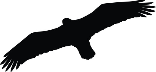 Bald eagle silhouette. Bird flying silhouette illustration
