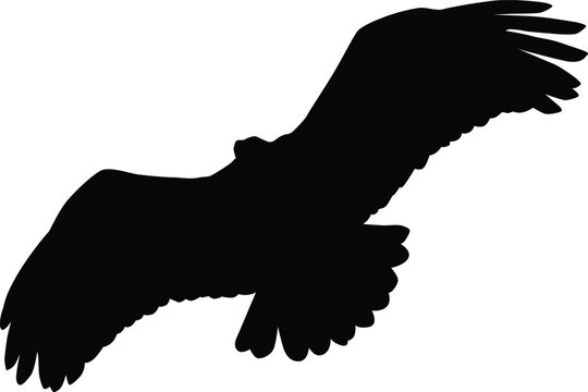 Bald eagle silhouette. Bird flying silhouette illustration