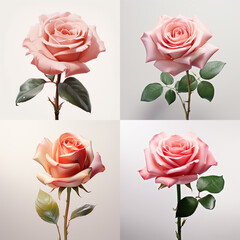 hintergund, rosa Rose auf weißem hintergrund, collage, hohe qualität, isoliert, makro, blatt, background, pink rose on white background, collage, high quality, isolated, macro, leaf,