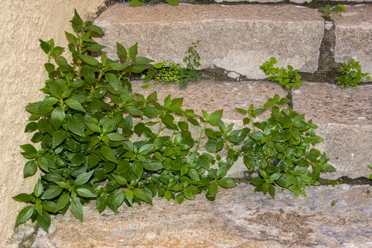 Parietaria offcinalis