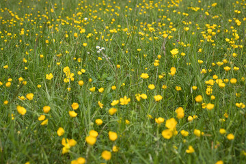 A few small white flowers in a field of green grass and yellow flowres on a spirng day in Rhineland Palatinate, Germany.
