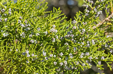 Fiori e foglie di ginepro fenicio, Juniperus phoenicea