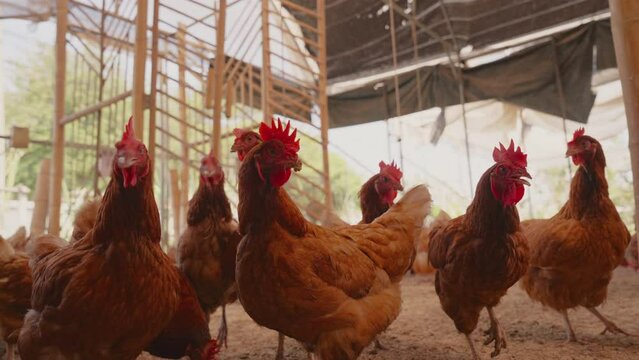 Eggs chicken farm, group of chickens at the poultry farm. Modern livestock and agriculture