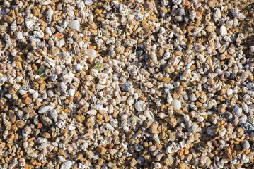 Sfondo sabbia e conchiglie