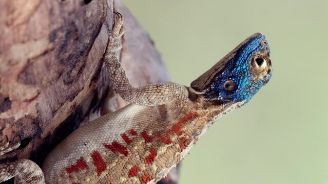 Vertical View Of Southern African Rock Agama In Southern Africa. Close-up Shot