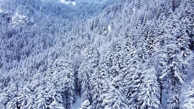 Aerial winter landscape of snow-capped evergreen trees above a mountain track