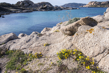Senecione costiero, Senecio leucanthemifolius