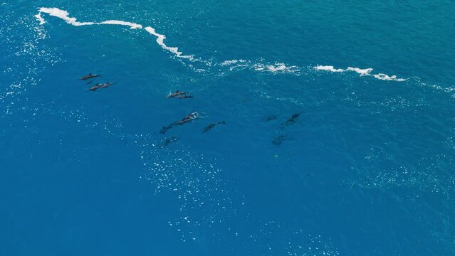 Pod of dolphins swimming in waters off the coast of Tahiti