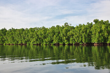 Mangroves jungle close Toubacouta village, Senegal, West Africa