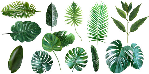 Fototapeta na wymiar Tropical leaves on transparent background PNG