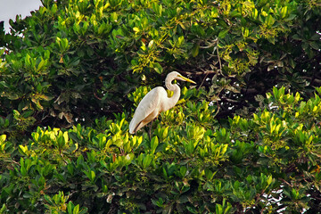 Bird in mangroves jungle close Toubacouta village, Senegal, West Africa