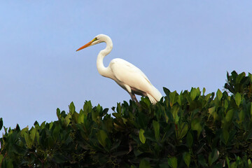 Bird in mangroves jungle close Toubacouta village, Senegal, West Africa