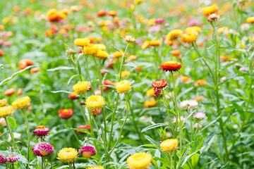 Xerochrysum bracteatum or Colorful Straw flowers also known as Helichrysum bracteatum, paper flower plant at Phu Hin Rong Kla, Phitsanulok, Thailand.	