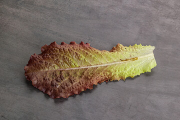 Green lettuce salad leaf isolated
