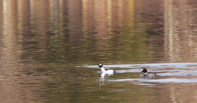 The common goldeneye - Bucephala clangula.
