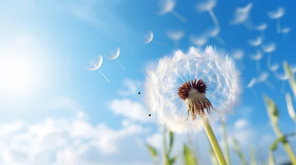  A close-up of a dandelion with a blue sky. © Geforce