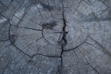 wood texture background burning and turning into wood charcoal. photo concept for forest burning, illegal logging causing climate change