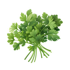 parsley fresh herb isolated on alpha transparent background