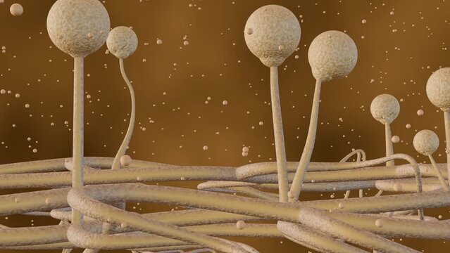 3d animation of Mucor, also known as black fungus, is a life-threatening fungal infection that can cause pneumonia in the lungs. It's caused by a group of molds called mucormycetes