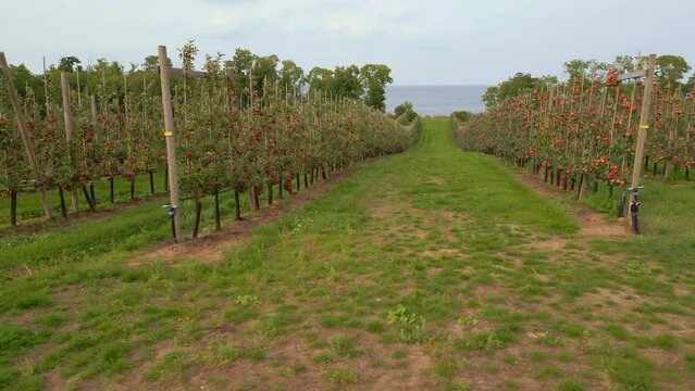 Rows of trees in apple orchard near the sea. Slider shot.