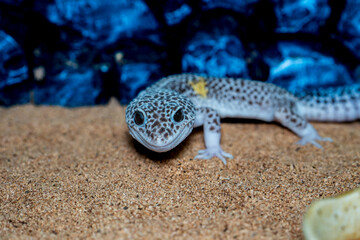 ヒョウモントカゲモドキのアップ