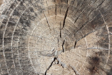 closeup of old wood texture 