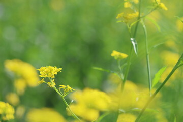 field of yellow flowers in spring