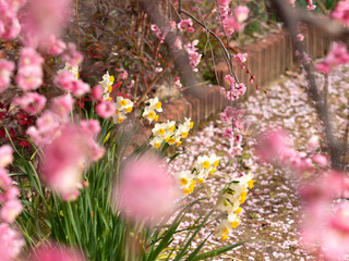 枝垂れ梅越しに見る水仙の花