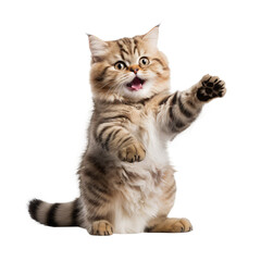 beautiful cat looking isolated on white