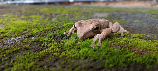  Brown Frog Resting on Lush Green Moss