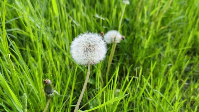 Dandelion in spring against a green background