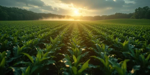 Deurstickers Tractor spraying pesticides in green corns field during springtime © Attasit