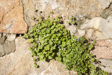 Cymbalaria  muralis, ciombolino comune