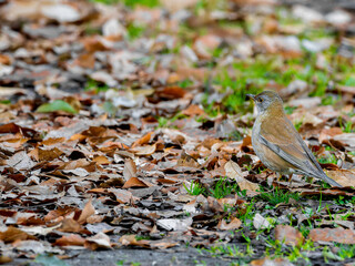 落ち葉の地面を歩くシロハラ