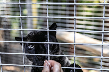 Wild black panther looking straight at the camera, in a cage at a sanctuary in California