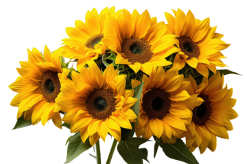 Vase Filled With Abundance of Yellow Sunflowers. A vase filled with an abundance of bright yellow sunflowers arranged in a beautiful bouquet. on a White or Clear Surface PNG Transparent Background.