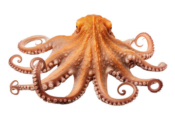 Obraz premium Octopus. An octopus is shown showcasing its unique features and texture. on a White or Clear Surface PNG Transparent Background.