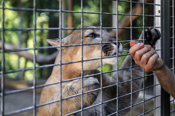 Wild California mountain lion eating meat in a cage at a sanctua