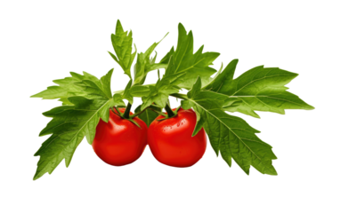 Ripe Tomatoes on a Green Plant. Two ripe tomatoes sit on top of a thriving green plant in this vibrant and natural scene. on a White or Clear Surface PNG Transparent Background.