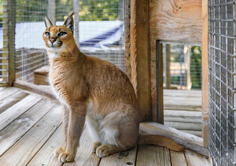 Wild caracal cat in a cage at a sanctuary in California