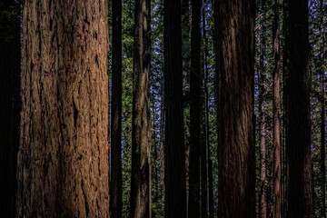 Obraz premium Giant ancient sequoia trees in the Redwoods Forest in Northern California
