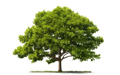 A Tree With Green Leaves. A photo showcasing a single tree with vibrant green leaves. on a White or Clear Surface PNG Transparent Background.