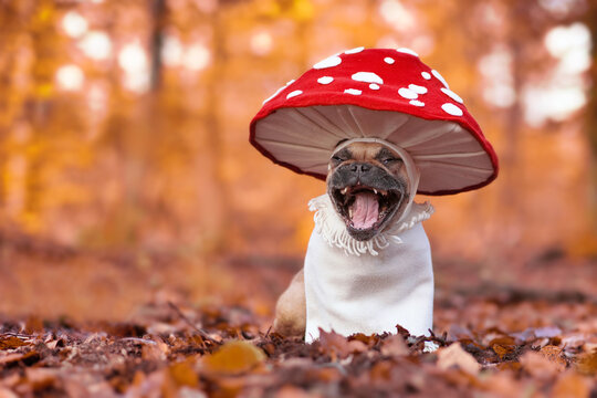 Laughing French Bulldog dog in funny unique fly agaric mushroom costume standing in orange autumn forest with copy space