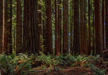 Green fern amongst giant sequoia trees in the Redwoods Forest in Northern California