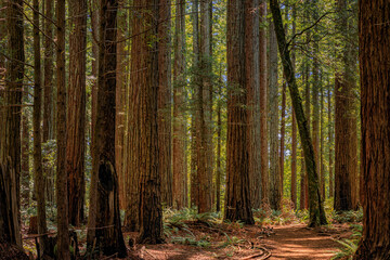 Giant ancient sequoia trees in the Redwoods Forest in Northern California