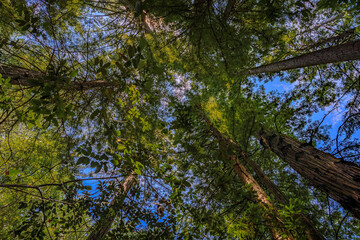 Giant sequoia tree tops against the sky in the Redwoods Forest in Northern California