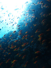 Many red fish. Red sea coral reef diving background. Underwater world scuba dive experience. Orange...