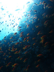 Fototapeta premium Many red fish. Red sea coral reef diving background. Underwater world scuba dive experience. Orange fish shoal colorful texture.